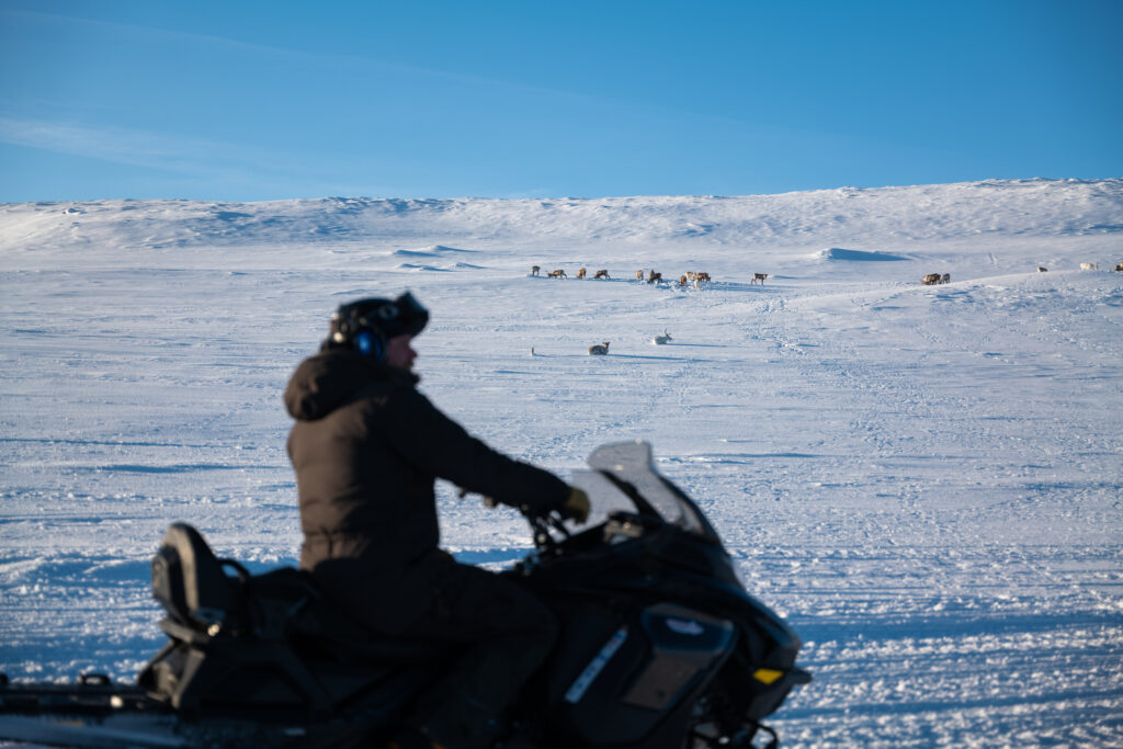 Renturen på Lofsdalen fjäll